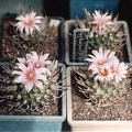 Turbinicarpus schmiedickeanus (3290 відвідувань) Фото и растение Александра и Cергея Червинко (Винница) Turbinicarpus schmiedickeanus
