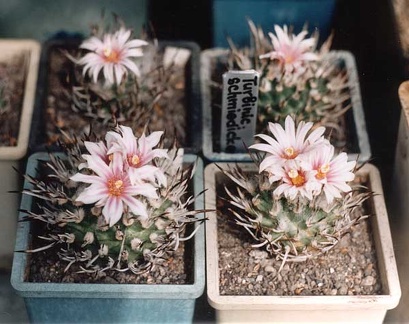 Turbinicarpus schmiedickeanus