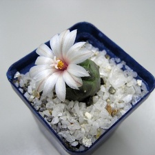 Turbinicarpus schwarzii