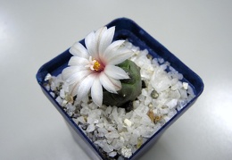 Turbinicarpus schwarzii