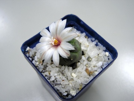 Turbinicarpus schwarzii