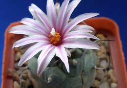 Turbinicarpus schwarzii v rubriflorus Lira