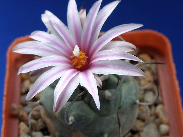 Turbinicarpus schwarzii v rubriflorus Lira