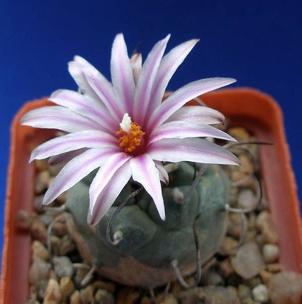 Turbinicarpus schwarzii v rubriflorus Lira