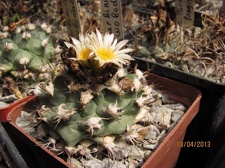 Turbinicarpus swobodae
