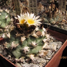 Turbinicarpus swobodae