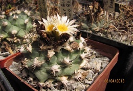 Turbinicarpus swobodae