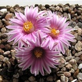 Turbinicarpus valdezianus 
