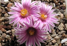 Turbinicarpus valdezianus 