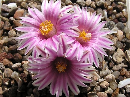 Turbinicarpus valdezianus 