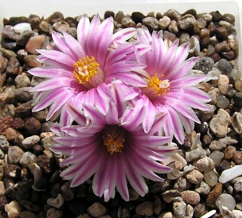 Turbinicarpus valdezianus 