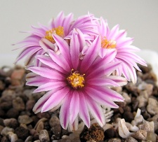 Turbinicarpus valdezianus 1