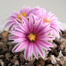 Turbinicarpus valdezianus 1