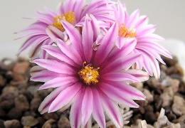 Turbinicarpus valdezianus 1