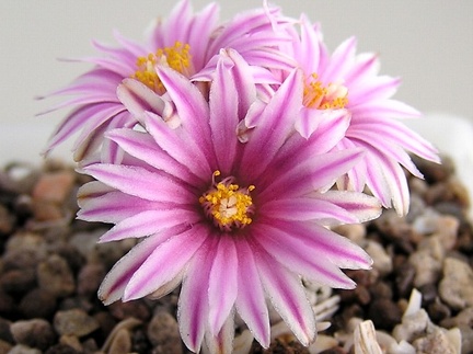 Turbinicarpus valdezianus 1