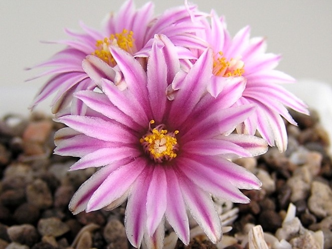 Turbinicarpus valdezianus 1