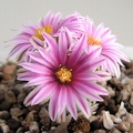 Turbinicarpus valdezianus 1