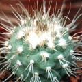 Turbinicarpus hoferi