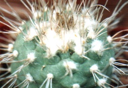 Turbinicarpus hoferi