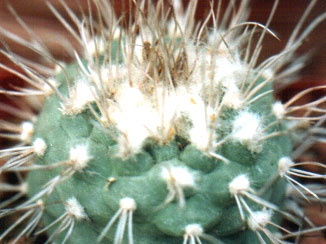 Turbinicarpus hoferi