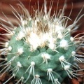 Turbinicarpus hoferi