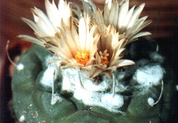 Turbinicarpus jauernigii