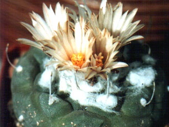 Turbinicarpus jauernigii