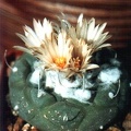 Turbinicarpus jauernigii