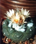 Turbinicarpus jauernigii