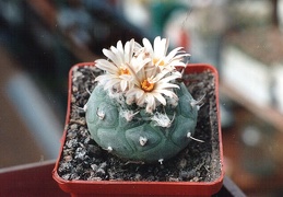 Turbinicarpus jauernigii