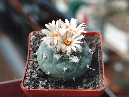 Turbinicarpus jauernigii
