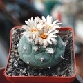 Turbinicarpus jauernigii