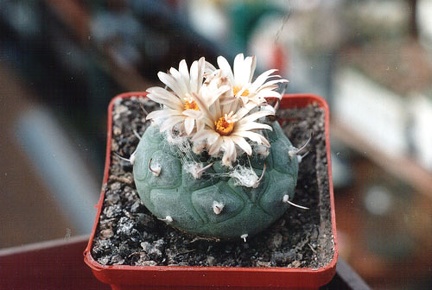 Turbinicarpus jauernigii