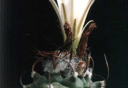 Turbinicarpus lilinkeuiduus