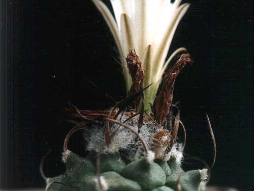 Turbinicarpus lilinkeuiduus
