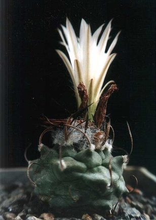 Turbinicarpus lilinkeuiduus