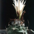 Turbinicarpus lilinkeuiduus