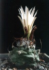 Turbinicarpus lilinkeuiduus