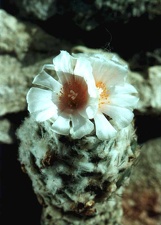 Turbinicarpus lophophoroides