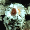 Turbinicarpus lophophoroides