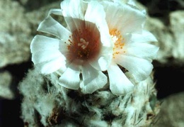 Turbinicarpus lophophoroides