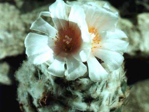 Turbinicarpus lophophoroides