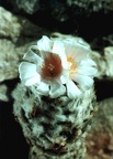 Turbinicarpus lophophoroides