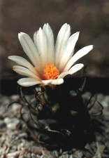 Turbinicarpus macrochele