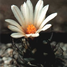 Turbinicarpus macrochele