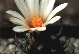 Turbinicarpus macrochele