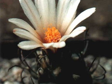 Turbinicarpus macrochele