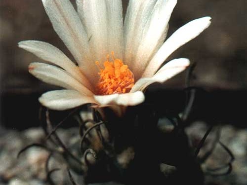 Turbinicarpus macrochele