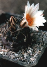 Turbinicarpus macrochele