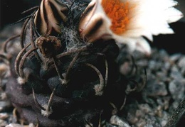 Turbinicarpus macrochele